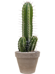 {{productViewItem.photos[photoViewList.activeNavIndex].Alt || productViewItem.photos[photoViewList.activeNavIndex].Description || 'Pachycereus &#39;Pecten Aboriginum&#39; in Terra Cotta'}}