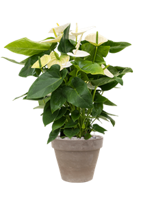 {{productViewItem.photos[photoViewList.activeNavIndex].Alt || productViewItem.photos[photoViewList.activeNavIndex].Description || 'Anthurium andraeanum &#39;Alaska&#39; in Terra Cotta'}}