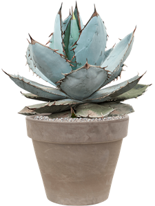 {{productViewItem.photos[photoViewList.activeNavIndex].Alt || productViewItem.photos[photoViewList.activeNavIndex].Description || 'Agave titanota &#39;Blue Ice&#39; in Terra Cotta'}}