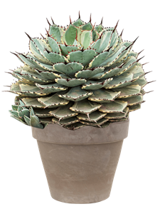 {{productViewItem.photos[photoViewList.activeNavIndex].Alt || productViewItem.photos[photoViewList.activeNavIndex].Description || 'Agave potatorum &#39;Kichiokan&#39; in Terra Cotta'}}