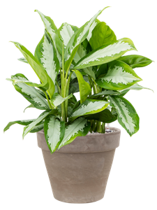 {{productViewItem.photos[photoViewList.activeNavIndex].Alt || productViewItem.photos[photoViewList.activeNavIndex].Description || 'Aglaonema &#39;Diamond Bay&#39; in Terra Cotta'}}