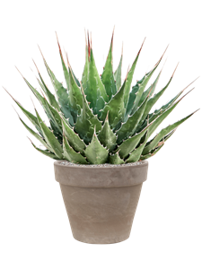 {{productViewItem.photos[photoViewList.activeNavIndex].Alt || productViewItem.photos[photoViewList.activeNavIndex].Description || 'Agave montana in Terra Cotta'}}