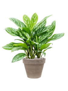 {{productViewItem.photos[photoViewList.activeNavIndex].Alt || productViewItem.photos[photoViewList.activeNavIndex].Description || 'Aglaonema &#39;Stripes&#39; in Terra Cotta, 29451'}}