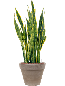 {{productViewItem.photos[photoViewList.activeNavIndex].Alt || productViewItem.photos[photoViewList.activeNavIndex].Description || 'Sansevieria trifasciata &#39;Laurentii&#39; in Terra Cotta, 29455'}}