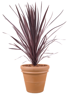 {{productViewItem.photos[photoViewList.activeNavIndex].Alt || productViewItem.photos[photoViewList.activeNavIndex].Description || 'Cordyline australis &#39;Black Night&#39; in Terra Cotta, 29463'}}