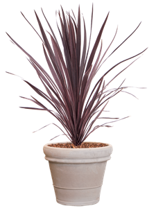 {{productViewItem.photos[photoViewList.activeNavIndex].Alt || productViewItem.photos[photoViewList.activeNavIndex].Description || 'Cordyline australis &#39;Black Night&#39; in Terra Cotta, 29464'}}