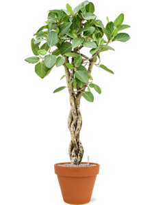 {{productViewItem.photos[photoViewList.activeNavIndex].Alt || productViewItem.photos[photoViewList.activeNavIndex].Description || 'Ficus benghalensis &#39;Audrey&#39; in Terra Cotta, 29489'}}