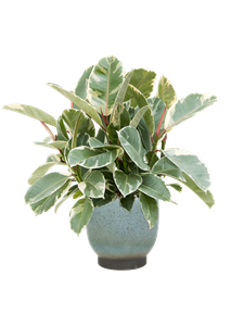 {{productViewItem.photos[photoViewList.activeNavIndex].Alt || productViewItem.photos[photoViewList.activeNavIndex].Description || 'Ficus elastica &#39;Tineke&#39; in Linn, 29500'}}