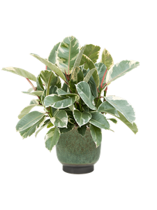 {{productViewItem.photos[photoViewList.activeNavIndex].Alt || productViewItem.photos[photoViewList.activeNavIndex].Description || 'Ficus elastica &#39;Tineke&#39; in Linn, 29508'}}