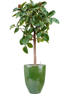 {{productViewItem.photos[photoViewList.activeNavIndex].Alt || productViewItem.photos[photoViewList.activeNavIndex].Description || 'Ficus elastica &#39;Robusta&#39; in One and Only'}}