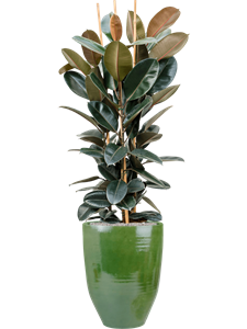 {{productViewItem.photos[photoViewList.activeNavIndex].Alt || productViewItem.photos[photoViewList.activeNavIndex].Description || 'Ficus elastica &#39;Abidjan&#39; in One and Only, 29516'}}