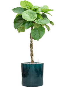 {{productViewItem.photos[photoViewList.activeNavIndex].Alt || productViewItem.photos[photoViewList.activeNavIndex].Description || 'Ficus umbellata in Cylinder, 29525'}}