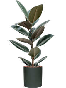 {{productViewItem.photos[photoViewList.activeNavIndex].Alt || productViewItem.photos[photoViewList.activeNavIndex].Description || 'Ficus elastica &#39;Abidjan&#39; in Refined, 29533'}}