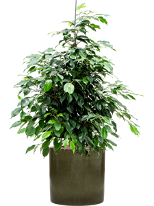 {{productViewItem.photos[photoViewList.activeNavIndex].Alt || productViewItem.photos[photoViewList.activeNavIndex].Description || 'Ficus benjamina &#39;Danielle&#39; in Cylinder'}}