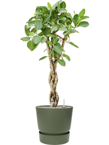 {{productViewItem.photos[photoViewList.activeNavIndex].Alt || productViewItem.photos[photoViewList.activeNavIndex].Description || 'Ficus benghalensis &#39;Audrey&#39; in Greenville, 29546'}}