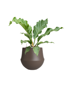 {{productViewItem.photos[photoViewList.activeNavIndex].Alt || productViewItem.photos[photoViewList.activeNavIndex].Description || 'Anthurium plowmanii &#39;Storm&#39; in Fusion, 29569'}}