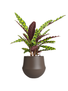 {{productViewItem.photos[photoViewList.activeNavIndex].Alt || productViewItem.photos[photoViewList.activeNavIndex].Description || 'Calathea insignis in Fusion, 29570'}}