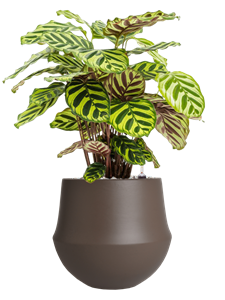 {{productViewItem.photos[photoViewList.activeNavIndex].Alt || productViewItem.photos[photoViewList.activeNavIndex].Description || 'Calathea makoyana in Fusion, 29571'}}