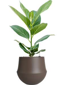 {{productViewItem.photos[photoViewList.activeNavIndex].Alt || productViewItem.photos[photoViewList.activeNavIndex].Description || 'Ficus benghalensis &#39;Audrey&#39; in Fusion, 29572'}}