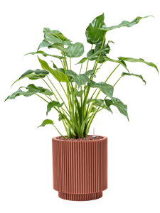 {{productViewItem.photos[photoViewList.activeNavIndex].Alt || productViewItem.photos[photoViewList.activeNavIndex].Description || 'Alocasia cucullata in Capi Nature Groove Special, 29582'}}