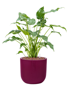 {{productViewItem.photos[photoViewList.activeNavIndex].Alt || productViewItem.photos[photoViewList.activeNavIndex].Description || 'Alocasia cucullata in Capi Nature Groove Special, 29585'}}