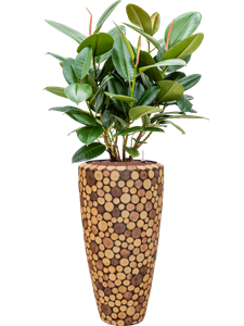 {{productViewItem.photos[photoViewList.activeNavIndex].Alt || productViewItem.photos[photoViewList.activeNavIndex].Description || 'Ficus elastica &#39;Robusta&#39; in Baq Facets Ageless'}}