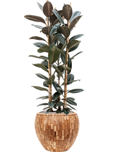 {{productViewItem.photos[photoViewList.activeNavIndex].Alt || productViewItem.photos[photoViewList.activeNavIndex].Description || 'Ficus elastica &#39;Abidjan&#39; in Baq Facets Jenga'}}