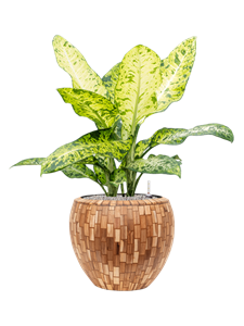 {{productViewItem.photos[photoViewList.activeNavIndex].Alt || productViewItem.photos[photoViewList.activeNavIndex].Description || 'Dieffenbachia seguine &#39;Banana&#39; in Baq Facets Jenga'}}