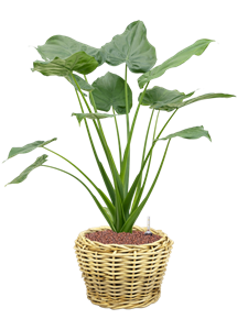 {{productViewItem.photos[photoViewList.activeNavIndex].Alt || productViewItem.photos[photoViewList.activeNavIndex].Description || 'Alocasia cucullata in Drypot Rattan'}}