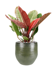 {{productViewItem.photos[photoViewList.activeNavIndex].Alt || productViewItem.photos[photoViewList.activeNavIndex].Description || 'Philodendron &#39;Prince of Orange&#39; in Zembla, 29619'}}