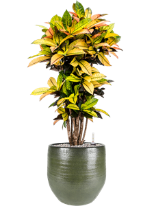 {{productViewItem.photos[photoViewList.activeNavIndex].Alt || productViewItem.photos[photoViewList.activeNavIndex].Description || 'Croton (Codiaeum) variegatum &#39;Mrs. Iceton&#39; in Zembla'}}