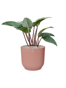 {{productViewItem.photos[photoViewList.activeNavIndex].Alt || productViewItem.photos[photoViewList.activeNavIndex].Description || 'Philodendron &#39;Red Beauty&#39; in Vibes Fold'}}
