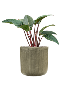 {{productViewItem.photos[photoViewList.activeNavIndex].Alt || productViewItem.photos[photoViewList.activeNavIndex].Description || 'Philodendron &#39;Red Beauty&#39; in Baq Vertical Rib'}}