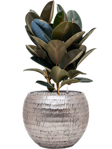 {{productViewItem.photos[photoViewList.activeNavIndex].Alt || productViewItem.photos[photoViewList.activeNavIndex].Description || 'Ficus elastica &#39;Abidjan&#39; in Baq Opus Hammered'}}