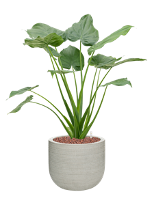 {{productViewItem.photos[photoViewList.activeNavIndex].Alt || productViewItem.photos[photoViewList.activeNavIndex].Description || 'Alocasia cucullata in Ridged Horizontally'}}