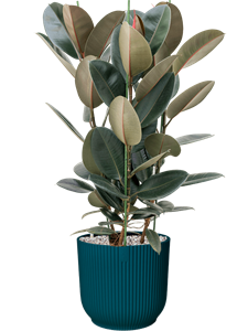 {{productViewItem.photos[photoViewList.activeNavIndex].Alt || productViewItem.photos[photoViewList.activeNavIndex].Description || 'Ficus elastica &#39;Abidjan&#39; in Vibes Fold'}}