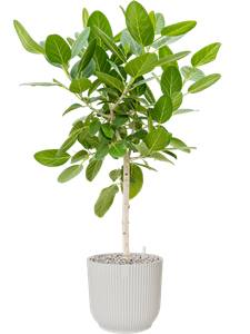 {{productViewItem.photos[photoViewList.activeNavIndex].Alt || productViewItem.photos[photoViewList.activeNavIndex].Description || 'Ficus benghalensis &#39;Audrey&#39; in Vibes Fold'}}