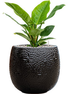 {{productViewItem.photos[photoViewList.activeNavIndex].Alt || productViewItem.photos[photoViewList.activeNavIndex].Description || 'Philodendron &#39;Imperial Green&#39; in Marly'}}