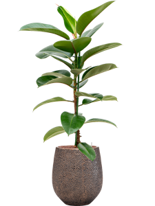 {{productViewItem.photos[photoViewList.activeNavIndex].Alt || productViewItem.photos[photoViewList.activeNavIndex].Description || 'Ficus elastica &#39;Robusta&#39; in Baq Opus Hit'}}