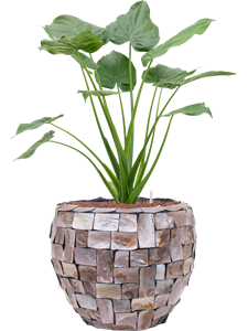 {{productViewItem.photos[photoViewList.activeNavIndex].Alt || productViewItem.photos[photoViewList.activeNavIndex].Description || 'Alocasia cucullata in Baq Oceana Pearl'}}