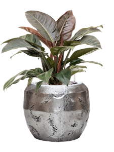 {{productViewItem.photos[photoViewList.activeNavIndex].Alt || productViewItem.photos[photoViewList.activeNavIndex].Description || 'Philodendron `Imperial Red&#39; in Baq Opus Raw'}}