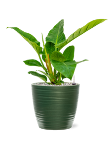 {{productViewItem.photos[photoViewList.activeNavIndex].Alt || productViewItem.photos[photoViewList.activeNavIndex].Description || 'Philodendron `Imperial Green&#39; in Groove'}}