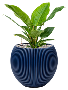 {{productViewItem.photos[photoViewList.activeNavIndex].Alt || productViewItem.photos[photoViewList.activeNavIndex].Description || 'Philodendron &#39;Imperial Green&#39; in Capi Nature Groove Special'}}