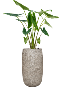 {{productViewItem.photos[photoViewList.activeNavIndex].Alt || productViewItem.photos[photoViewList.activeNavIndex].Description || 'Alocasia zebrina in Marly'}}