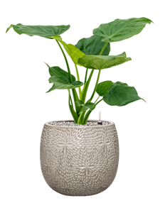 {{productViewItem.photos[photoViewList.activeNavIndex].Alt || productViewItem.photos[photoViewList.activeNavIndex].Description || 'Alocasia cucullata in Marly'}}