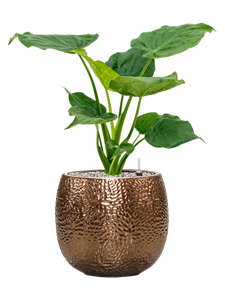 {{productViewItem.photos[photoViewList.activeNavIndex].Alt || productViewItem.photos[photoViewList.activeNavIndex].Description || 'Alocasia cucullata in Marly'}}