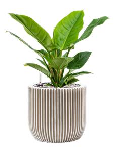 {{productViewItem.photos[photoViewList.activeNavIndex].Alt || productViewItem.photos[photoViewList.activeNavIndex].Description || 'Philodendron &#39;Imperial Green&#39; in Capi Nature Groove'}}