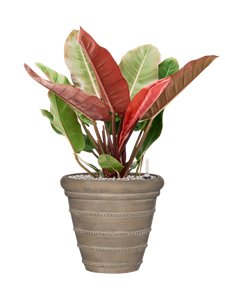 {{productViewItem.photos[photoViewList.activeNavIndex].Alt || productViewItem.photos[photoViewList.activeNavIndex].Description || 'Philodendron &#39;Prince of Orange&#39; in Treasure'}}