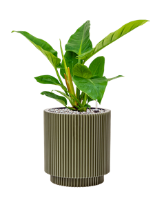 {{productViewItem.photos[photoViewList.activeNavIndex].Alt || productViewItem.photos[photoViewList.activeNavIndex].Description || 'Philodendron `Imperial Green&#39; in Capi Nature Groove Special'}}