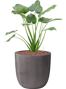 {{productViewItem.photos[photoViewList.activeNavIndex].Alt || productViewItem.photos[photoViewList.activeNavIndex].Description || 'Alocasia cucullata in Capi Nature Groove NL'}}